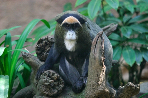 Monocercopiteco Guenon Monocercopiteco Guenon